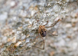 Harvestman
