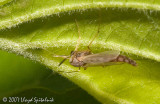 Midge (female)