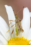 Scentless Plant Bug
