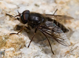Horse Fly (male)