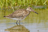 Willet (Eastern breeding)