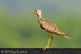 Upland Sandpiper