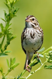 Savannah Sparrow