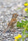 Field Sparrow