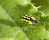 Four-lined Plant Bug