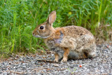 Eastern Cottontail