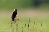 Bobolink