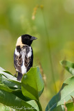 Bobolink