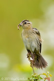 Bobolink (female)