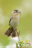 Bobolink (female)