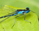 Aurora Damsel (male)