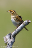 Saltmarsh Sparrow