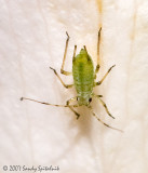 Aphid