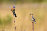 Eastern Bluebird