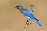 Eastern Bluebird