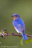 Eastern Bluebird