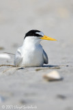 Least Tern