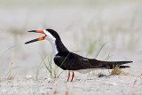 Black Skimmer