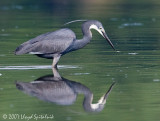 Western Reef-Heron