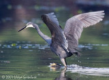 Western Reef-Heron