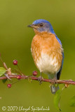 Eastern Bluebird