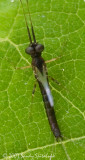 Mayfly