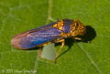 Broad-headed Sharpshooter