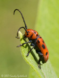 Red Milkweed Beetle