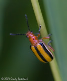 Three-lined Potato Beetle