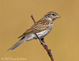 Chipping Sparrow (juvenile)