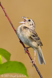 Grasshopper Sparrow