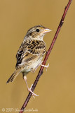 Grasshopper Sparrow (juvenile)