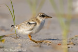 Least Tern