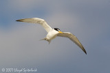 Least Tern
