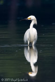 Snowy Egret