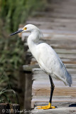 Snowy Egret