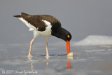 American Oystercatcher