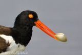 American Oystercatcher