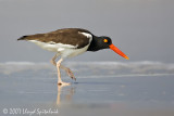 American Oystercatcher