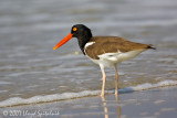 American Oystercatcher