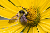 Golden Northern Bumble Bee