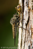 Robber Fly with Syrphid Fly prey