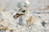 Black Skimmer