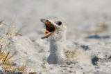 Black Skimmer