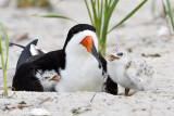 Black Skimmer