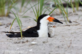 Black Skimmer