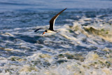 Black Skimmer
