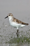 Semipalmated Sandpiper