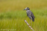 Yellow-crowned Night-Heron