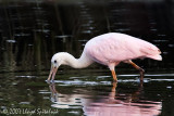 Roseate Spoonbill
